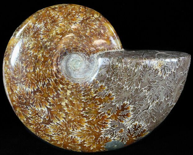 Wide Polished Cleoniceras Ammonite - Madagascar #49440